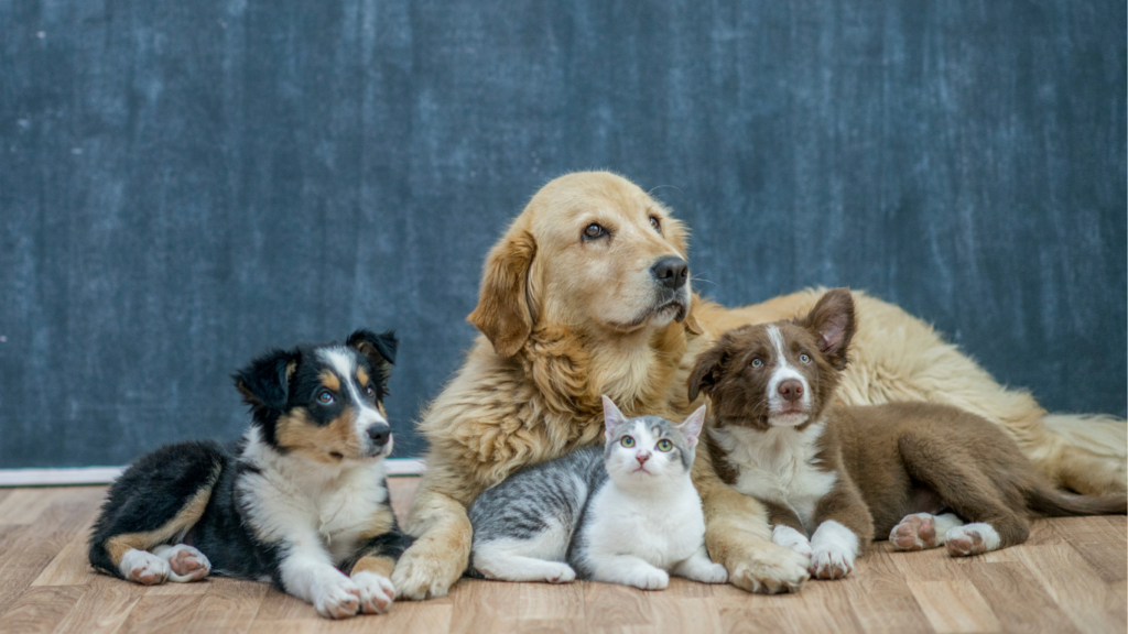 Dogs and cats sitting on a hardwood flooring. Euro hardwood flooring