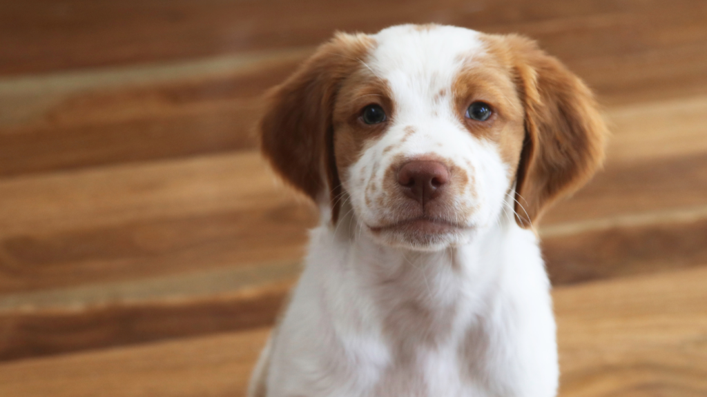 Puppy staring at the camera on euro hardwood flooring. 