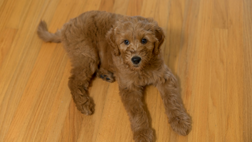 Puppy sitting on hardwood flooring. Euro hardwood Flooring 